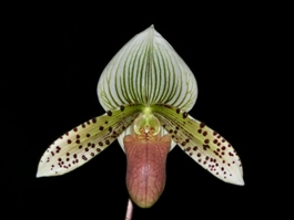 Paphiopedilum Magical Peacock Slipper Zone Little Garry AM/AOS 82 pts.